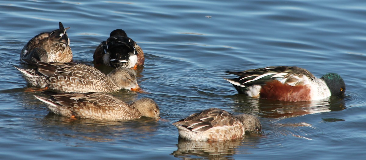 Northern Shoveler - Lorraine Lanning