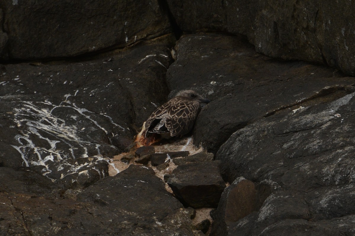 Gaviota Cocinera - ML81920431