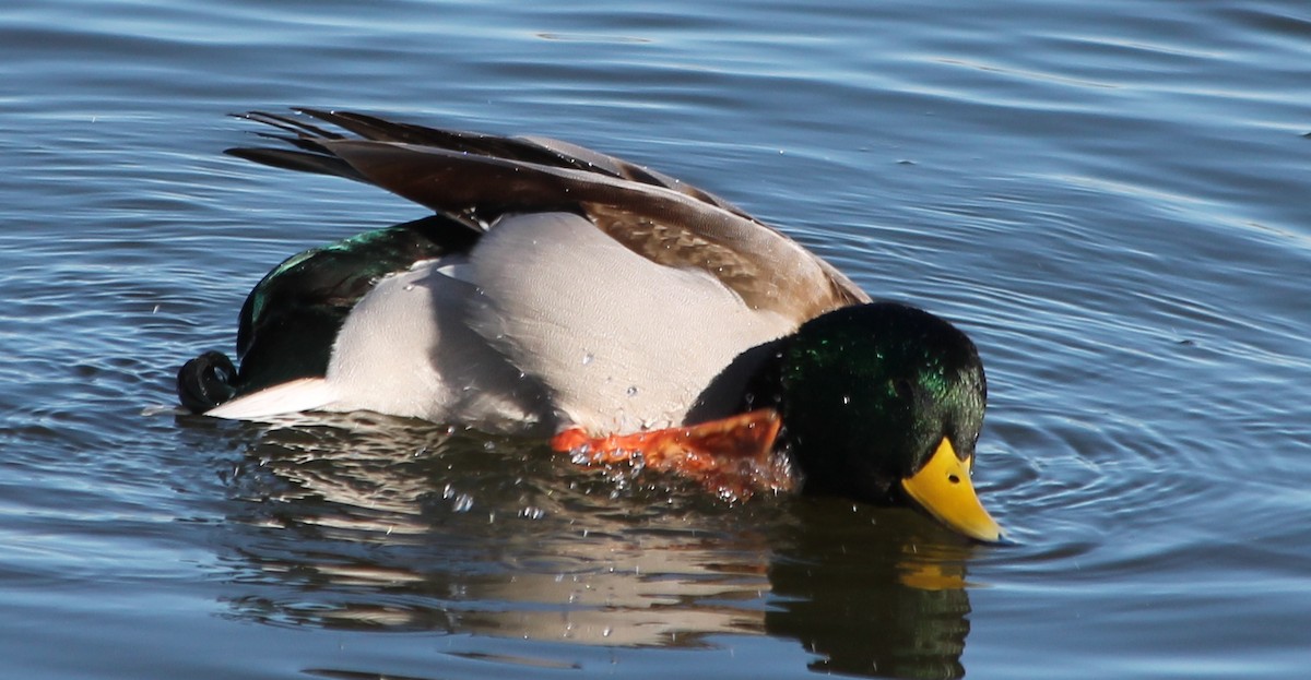 Canard colvert - ML81920651