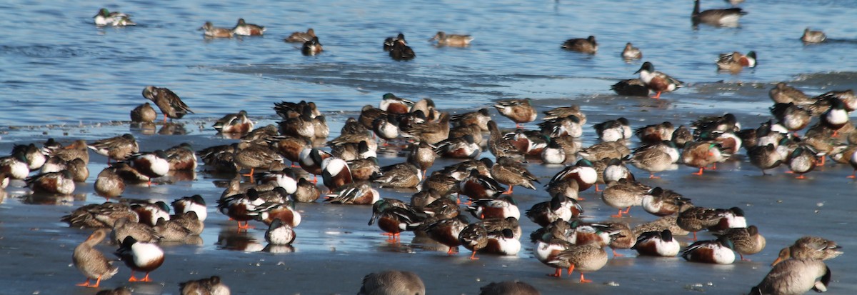 Northern Shoveler - Lorraine Lanning