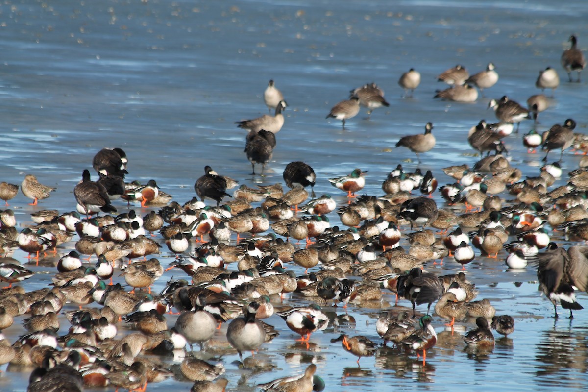 Northern Shoveler - Lorraine Lanning