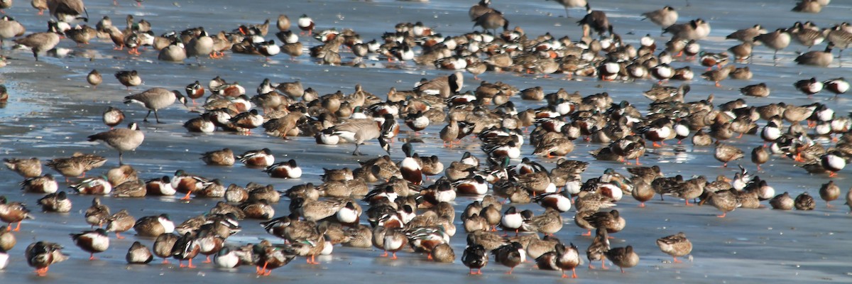 Northern Shoveler - Lorraine Lanning