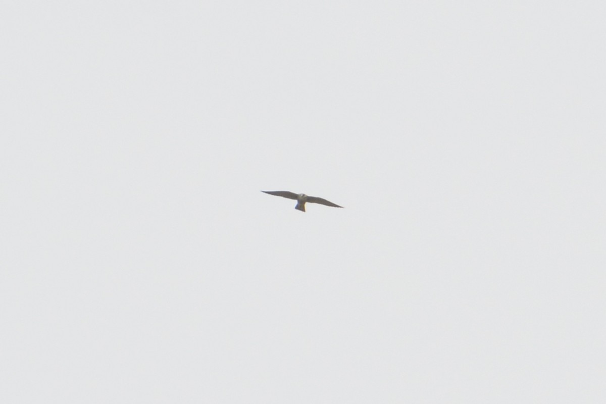 Peregrine Falcon - ML81921051