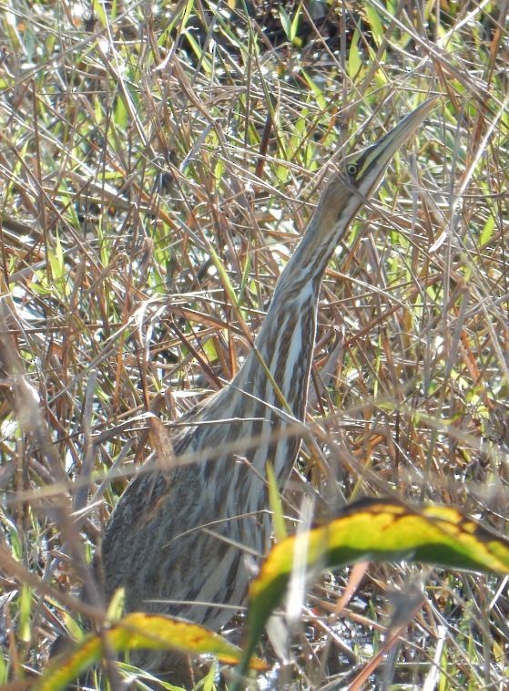 American Bittern - ML81921971