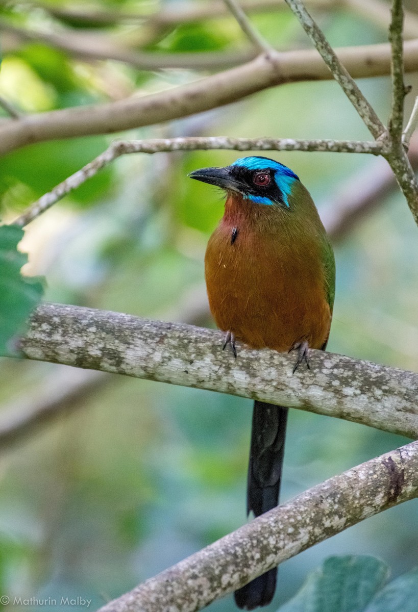 Trinidad Motmot - Mathurin Malby