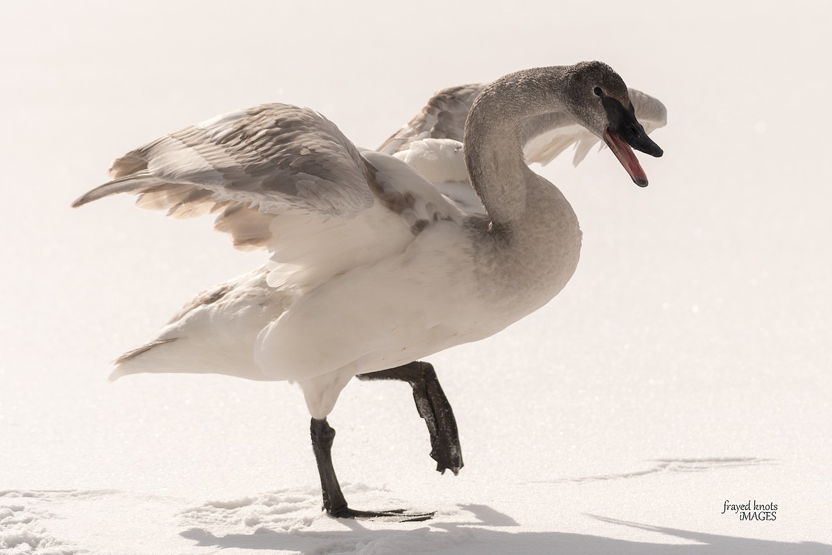 Trumpeter Swan - Joanne Priest