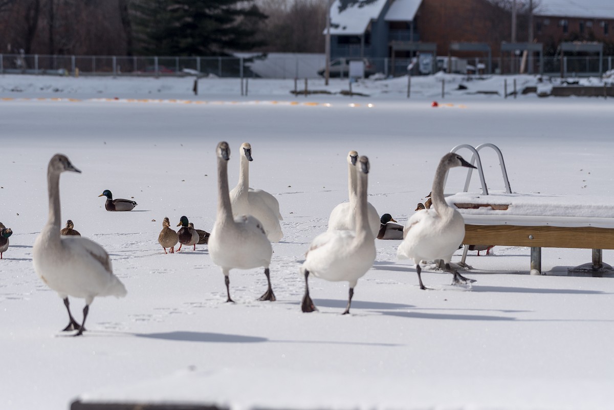 Trumpeter Swan - ML81924371