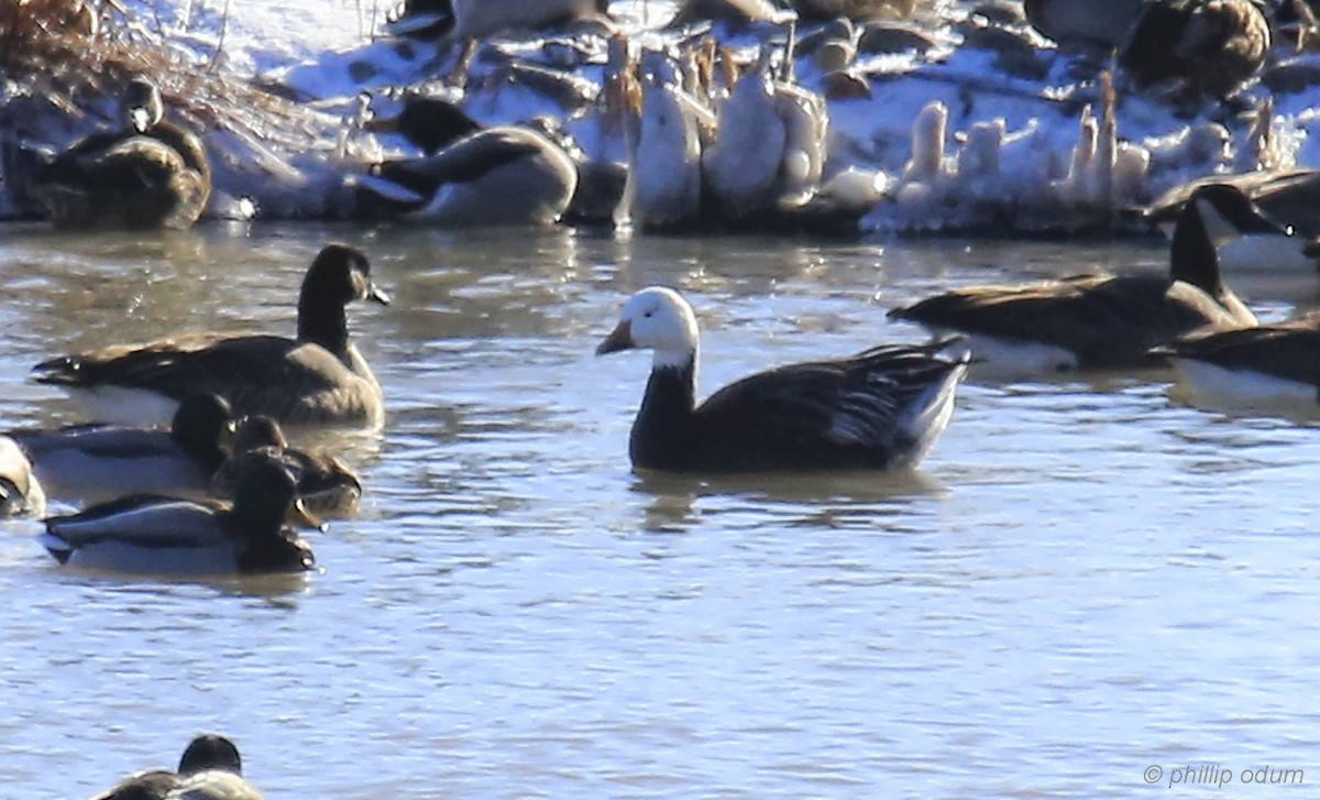 Snow Goose - Phillip Odum