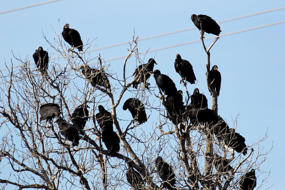 Black Vulture - Jason Leifester