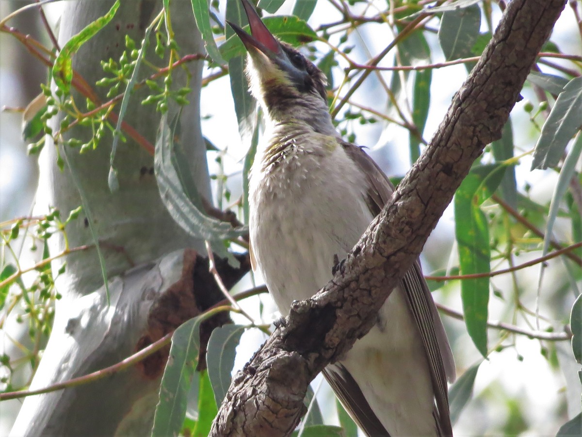 Little Friarbird - David and Regan Goodyear