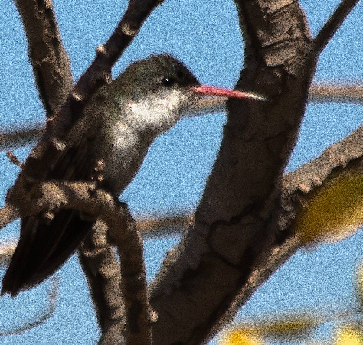 Violet-crowned Hummingbird - ML81926431