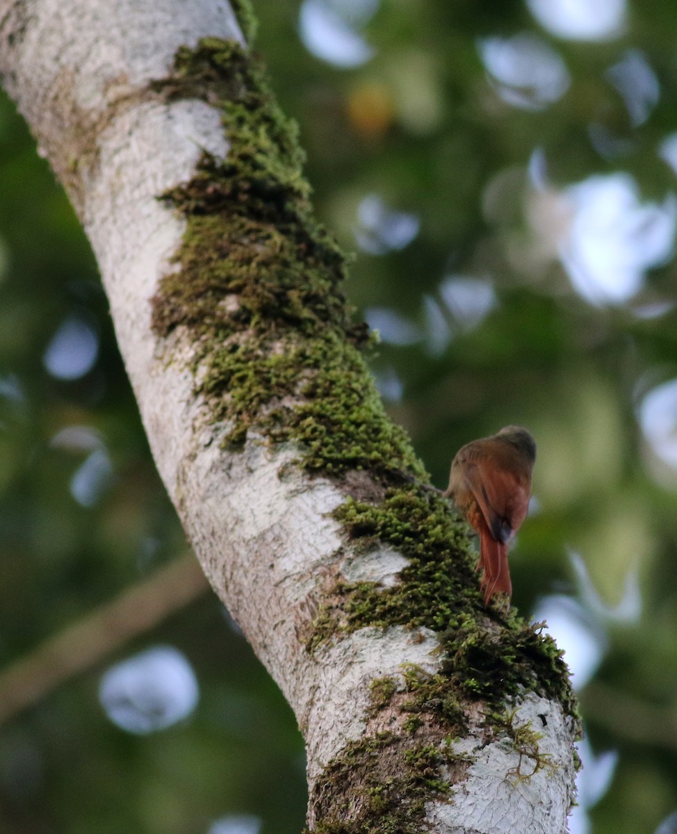 Olivaceous Woodcreeper (Grayish) - ML81926561