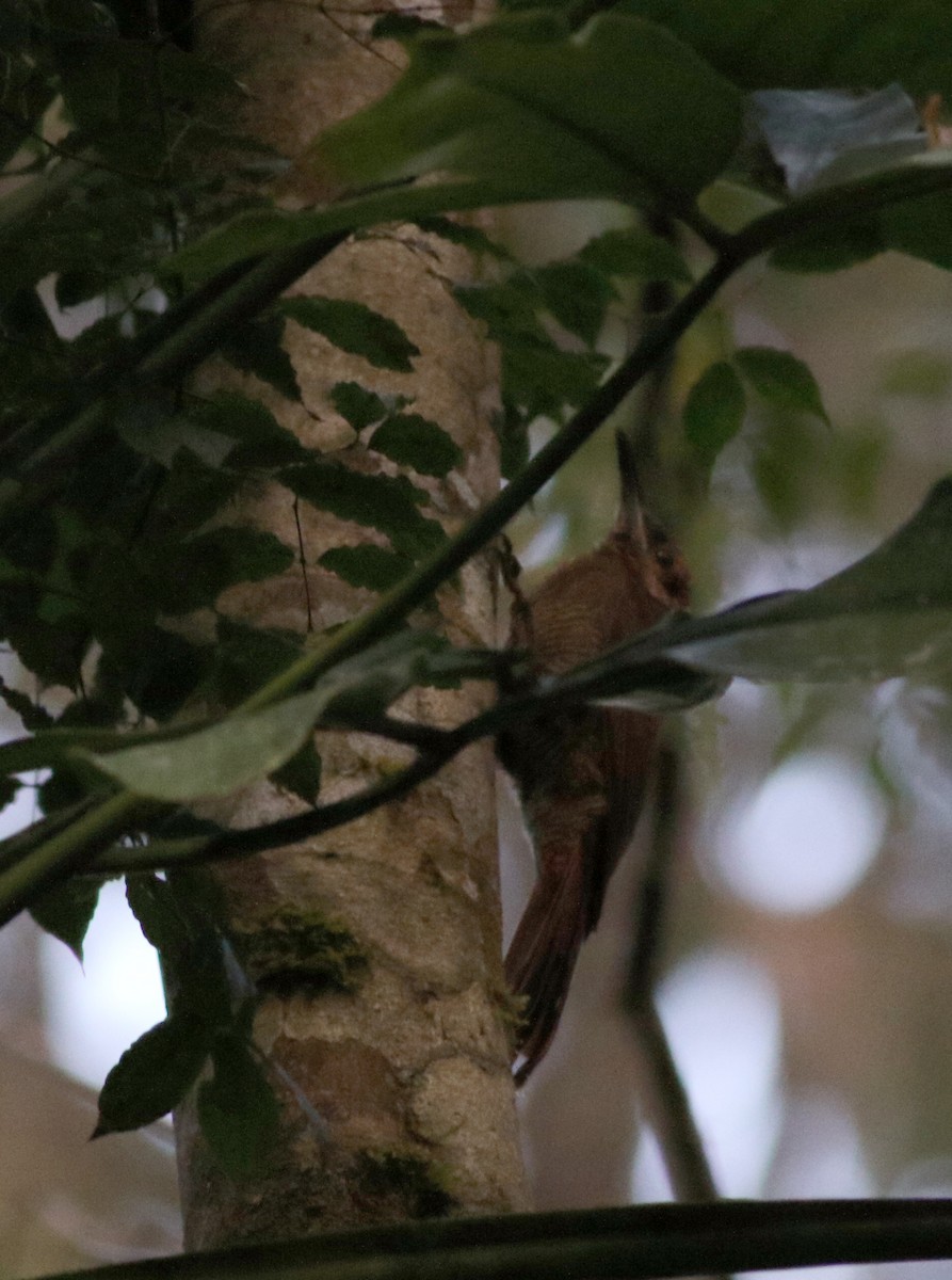 Northern Barred-Woodcreeper - ML81927211