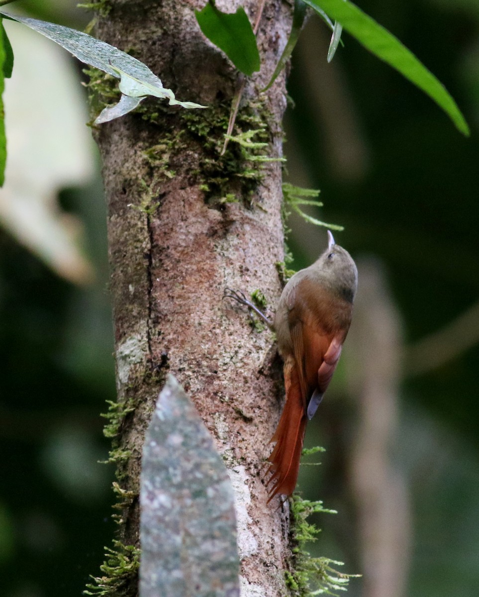 Olivaceous Woodcreeper (Grayish) - ML81927311