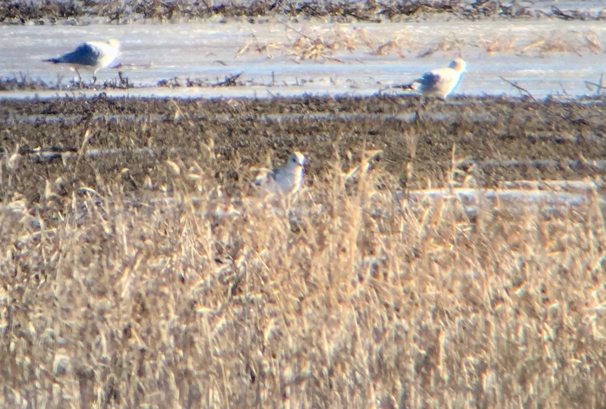 Short-billed Gull - ML81929161