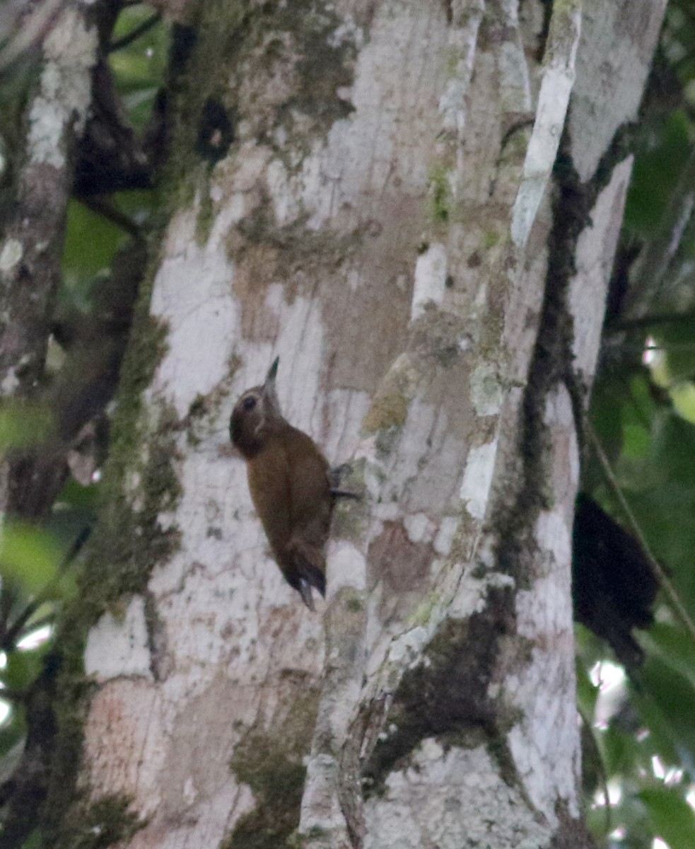 Smoky-brown Woodpecker - ML81930191