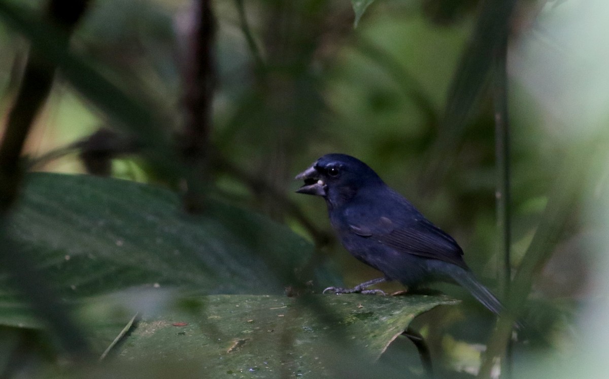 Blue-black Grosbeak - ML81930381