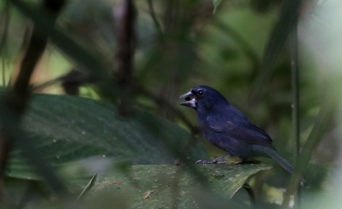 Blue-black Grosbeak - ML81930411