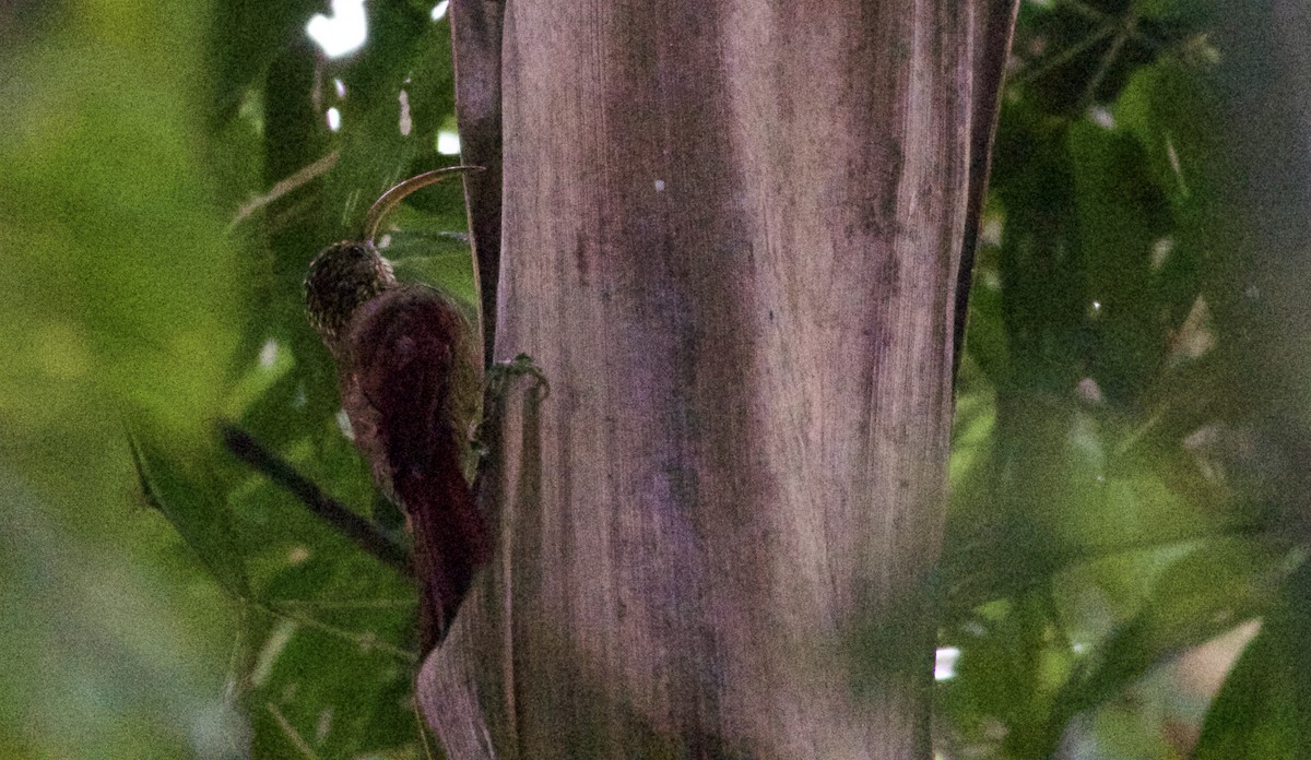 Red-billed Scythebill - ML81930931