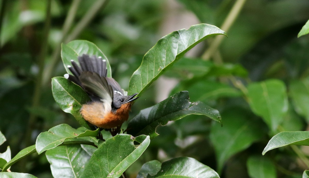 Dot-winged Antwren (Boucard's) - ML81931171