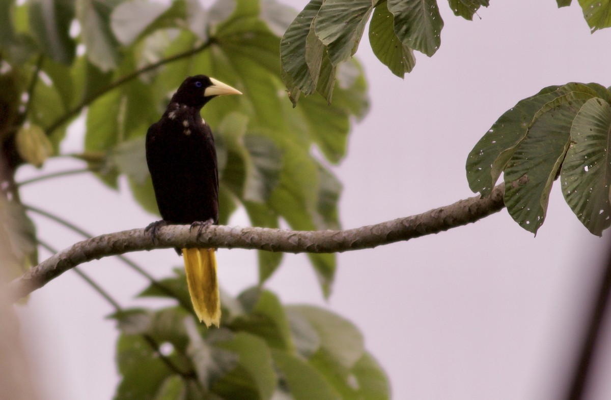 Crested Oropendola - ML81931431