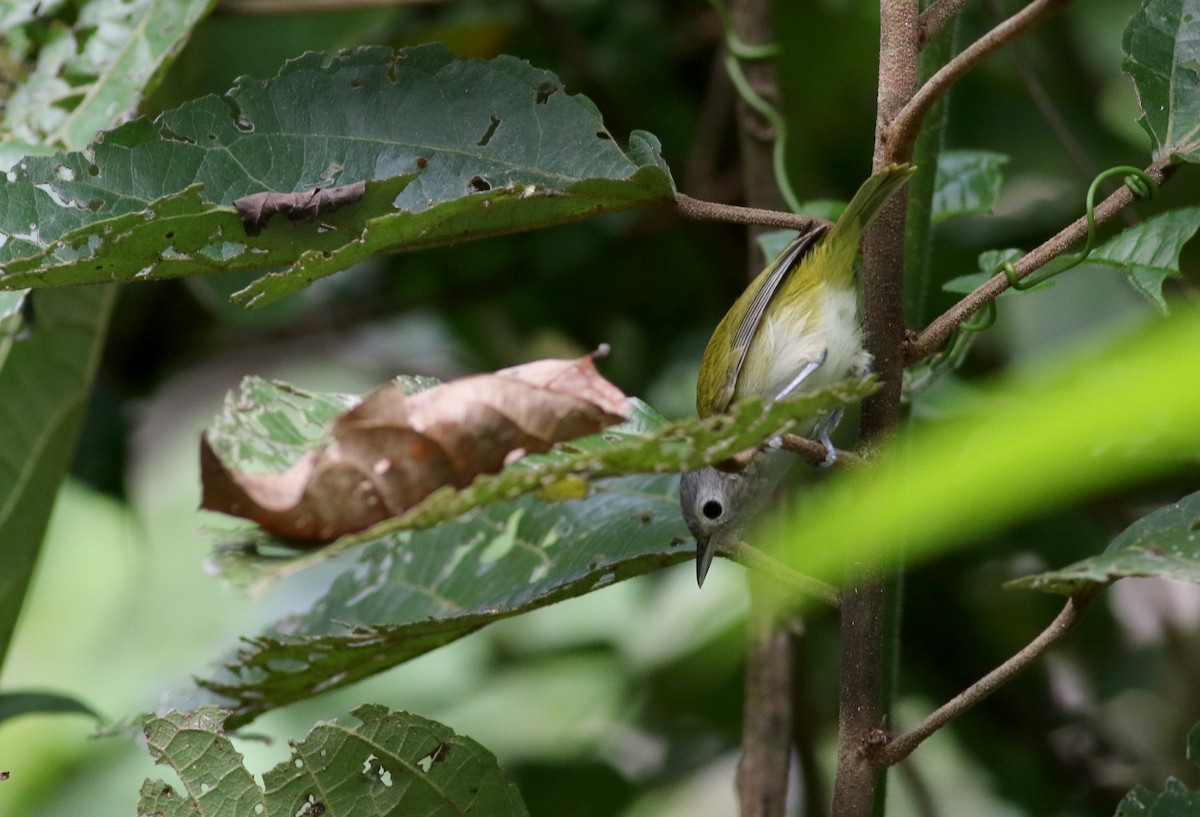 Viréon menu (decurtata/darienensis) - ML81931671