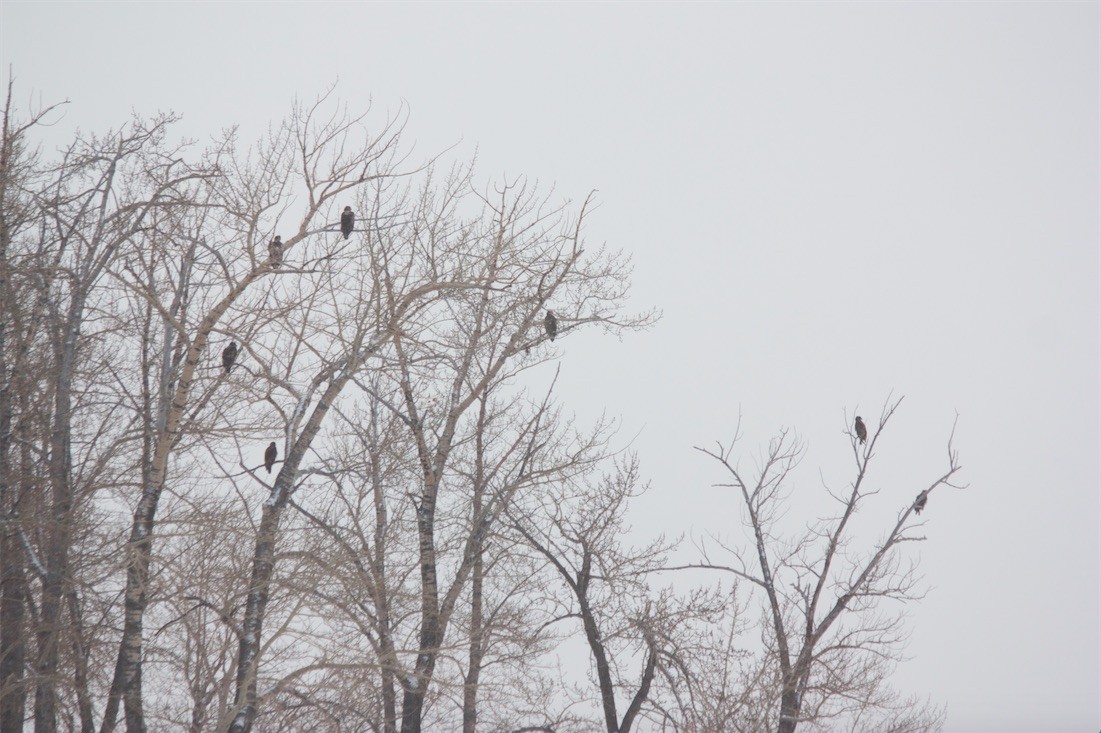 Bald Eagle - ML81934981