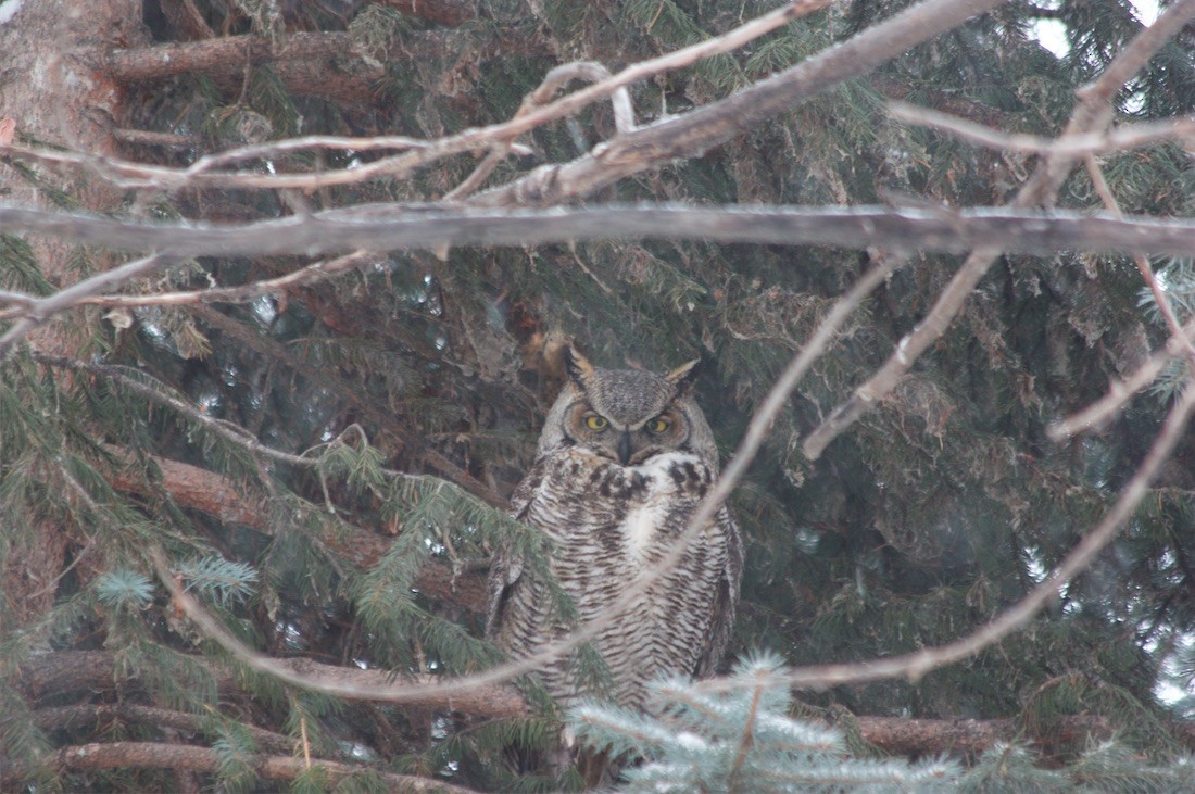 Great Horned Owl - ML81935031