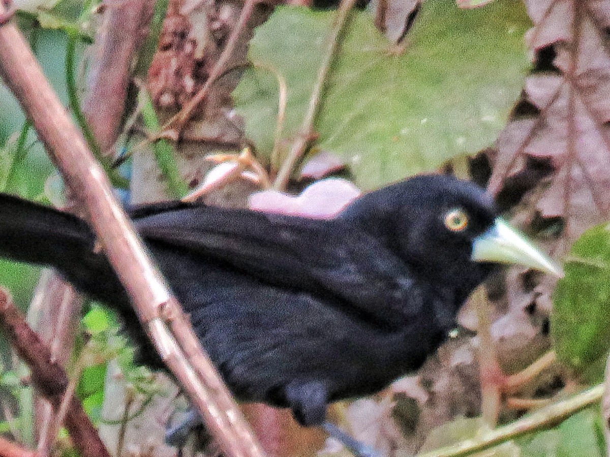 Yellow-billed Cacique - ML81939911