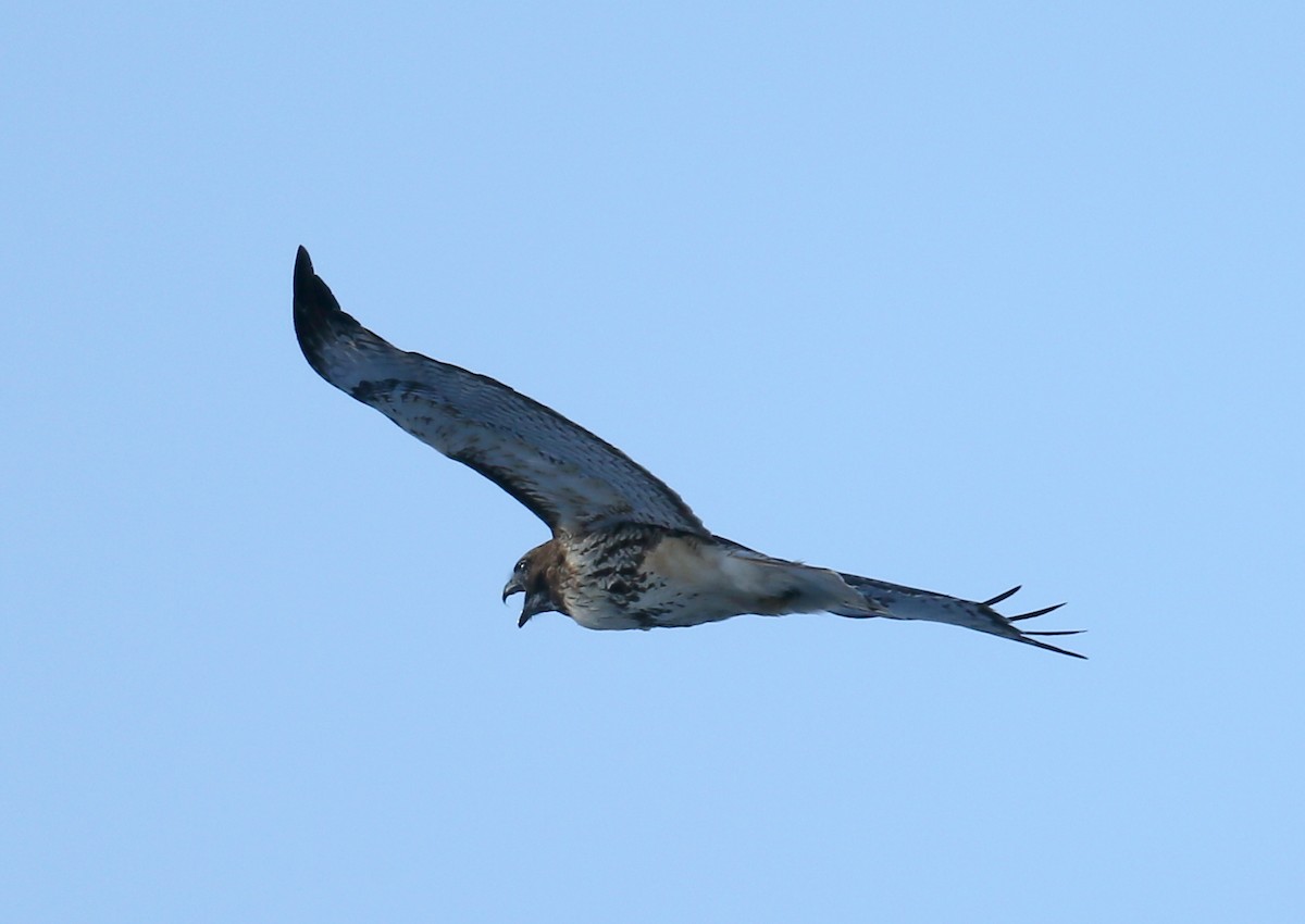 Red-tailed Hawk - ML81941291