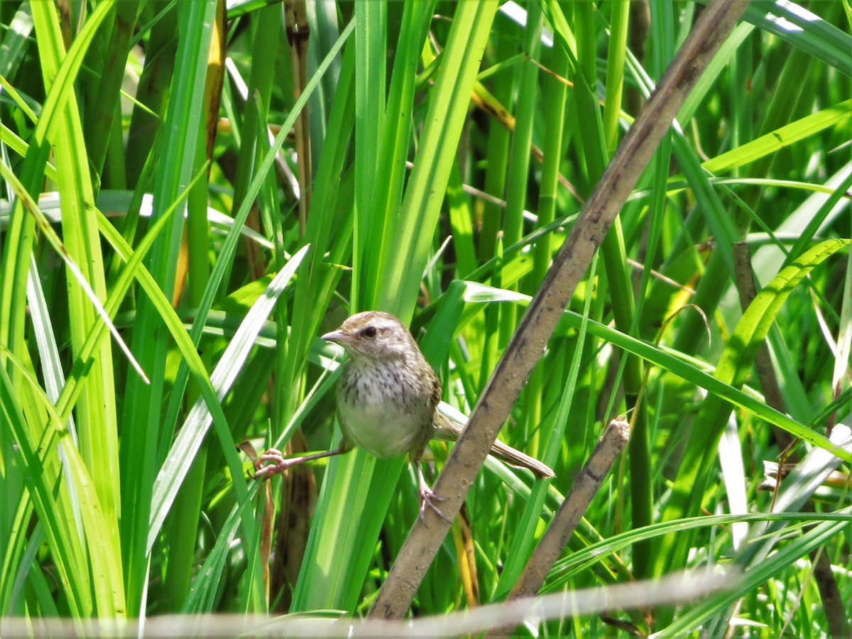 Little Grassbird - ML81942271