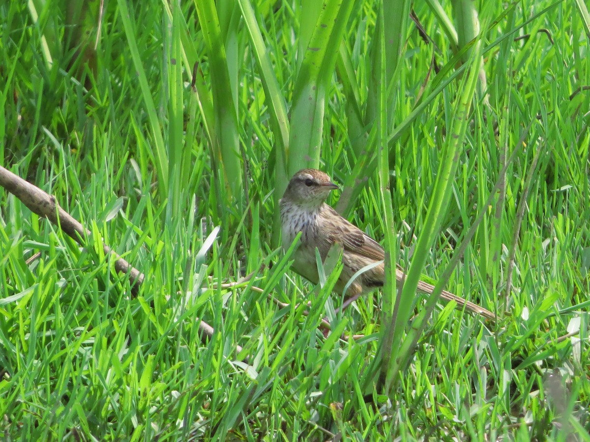 Little Grassbird - ML81942341