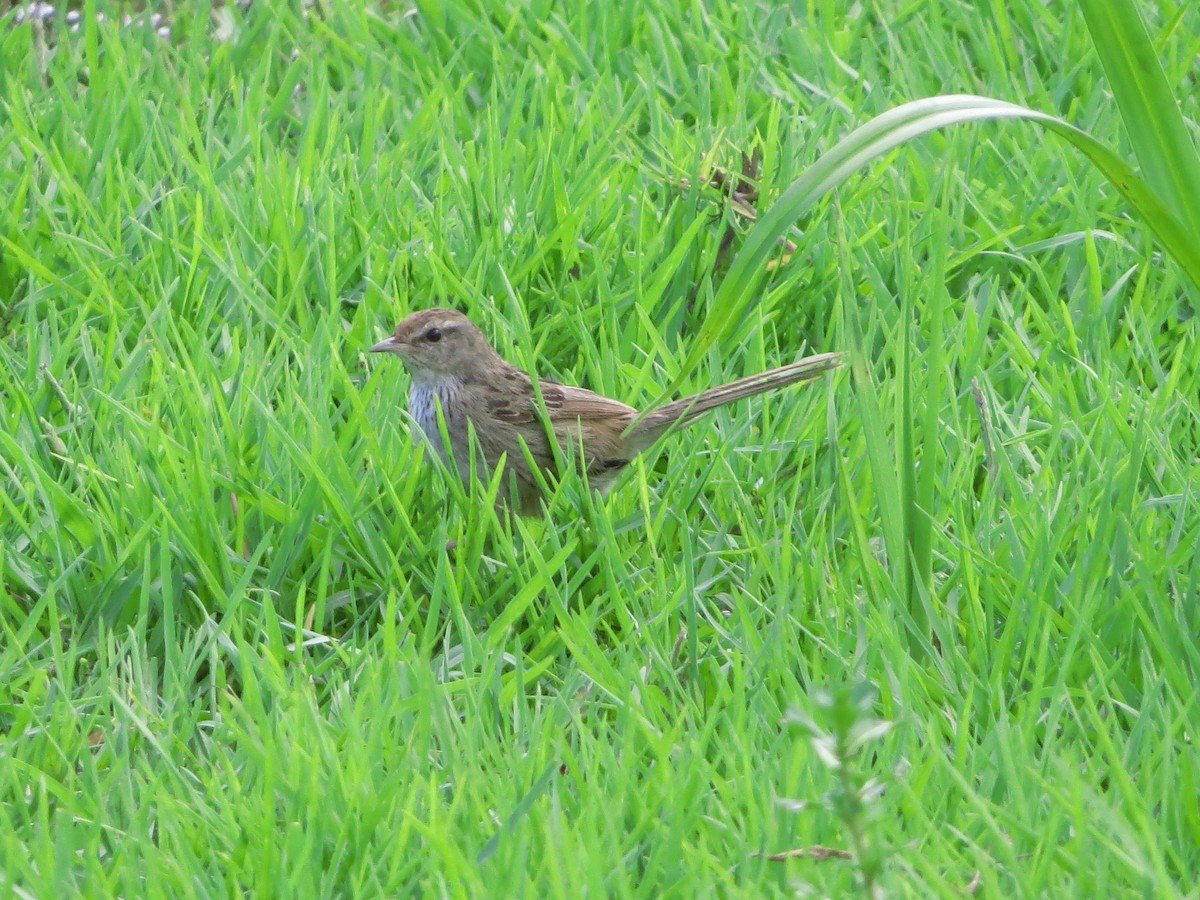 Little Grassbird - ML81942361