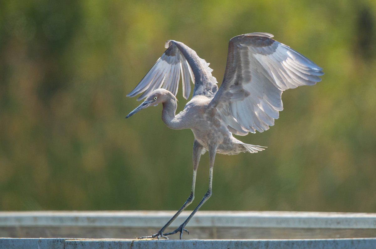 Reddish Egret - ML81942541