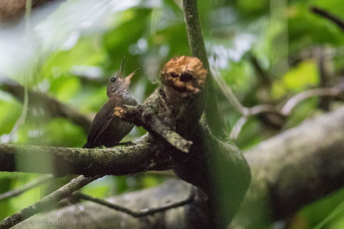 Scaly-breasted Wren - ML81944141