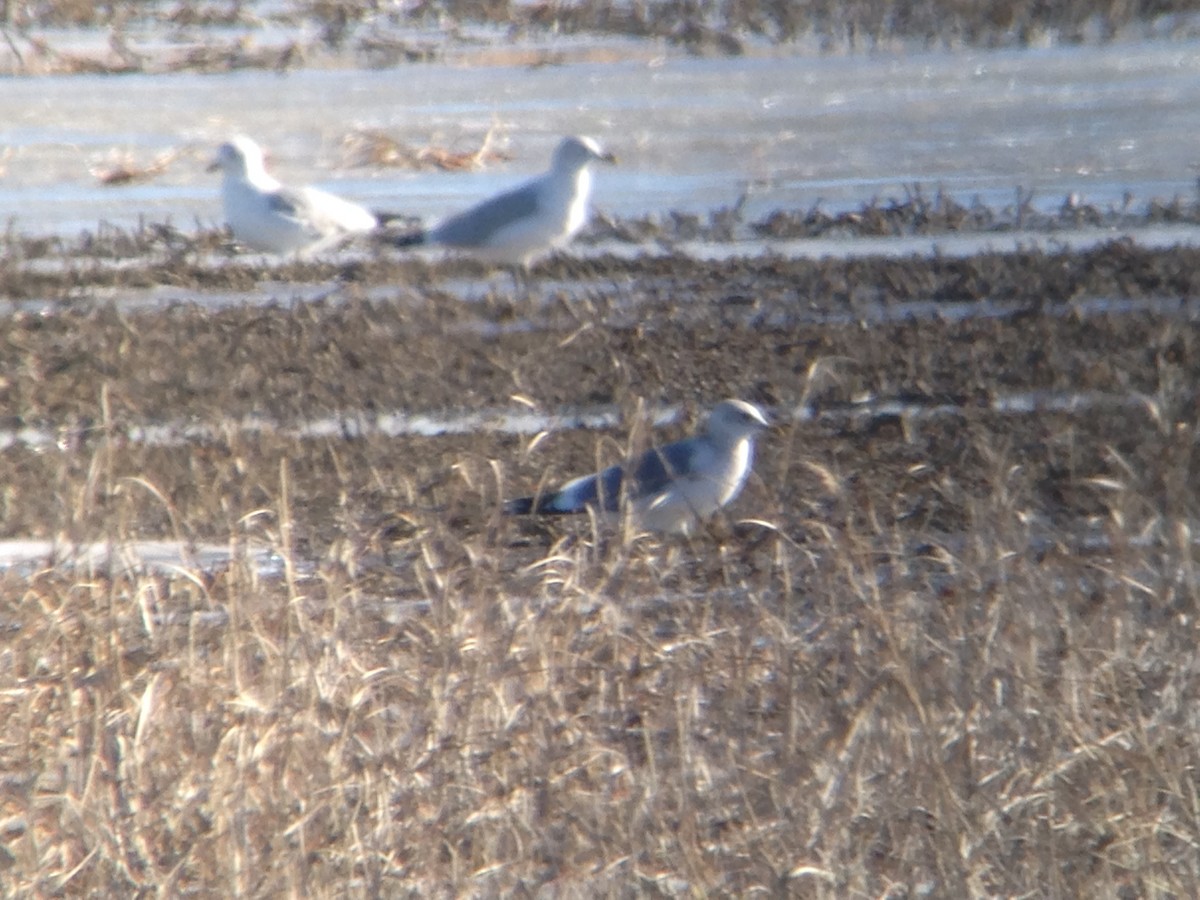 Short-billed Gull - ML81944221