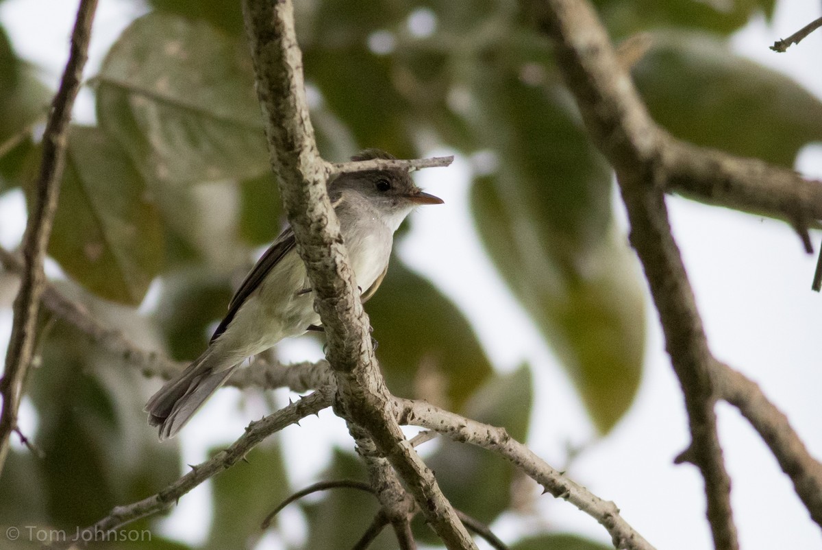 Willow Flycatcher - ML81944521