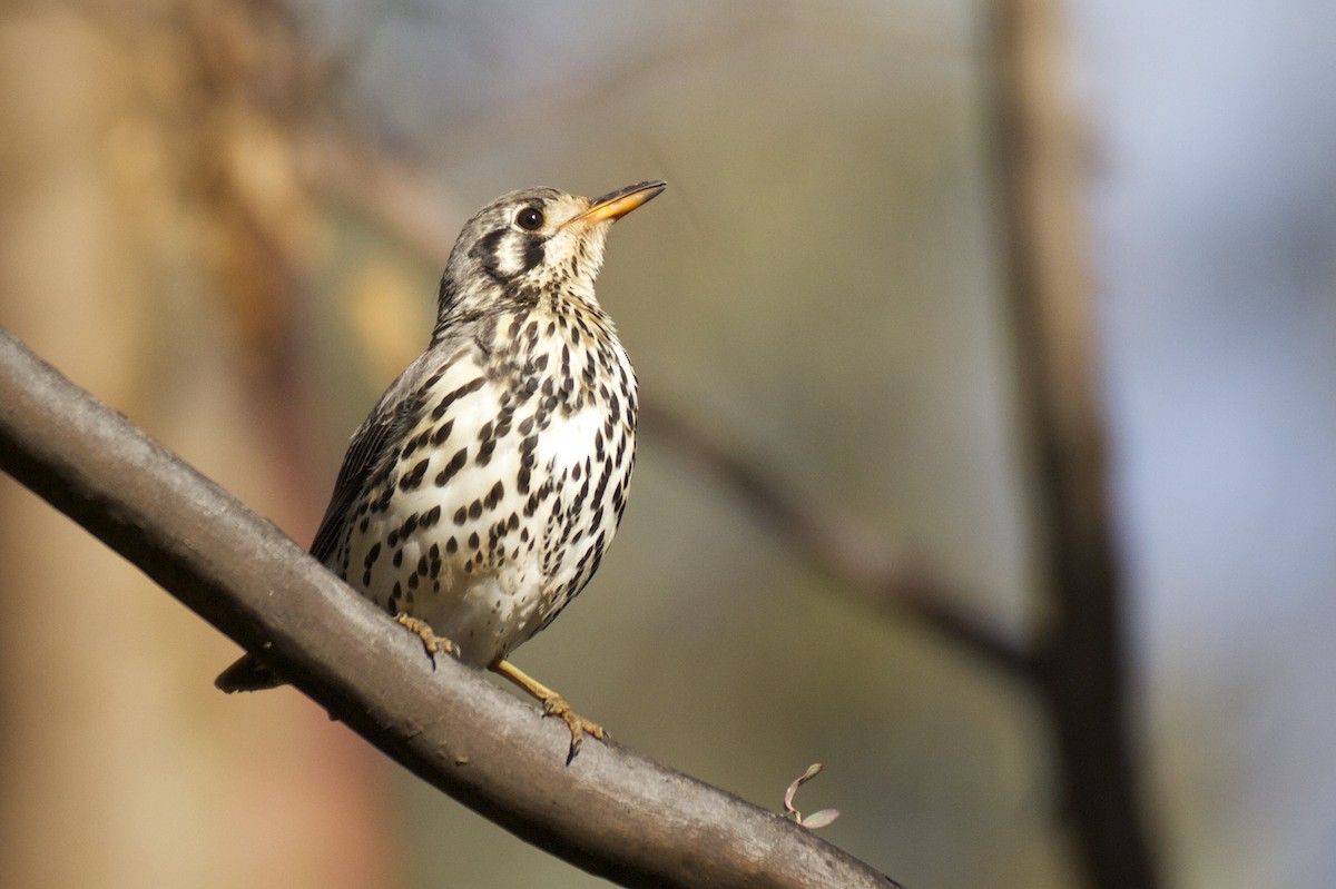 Groundscraper Thrush - ML81945021