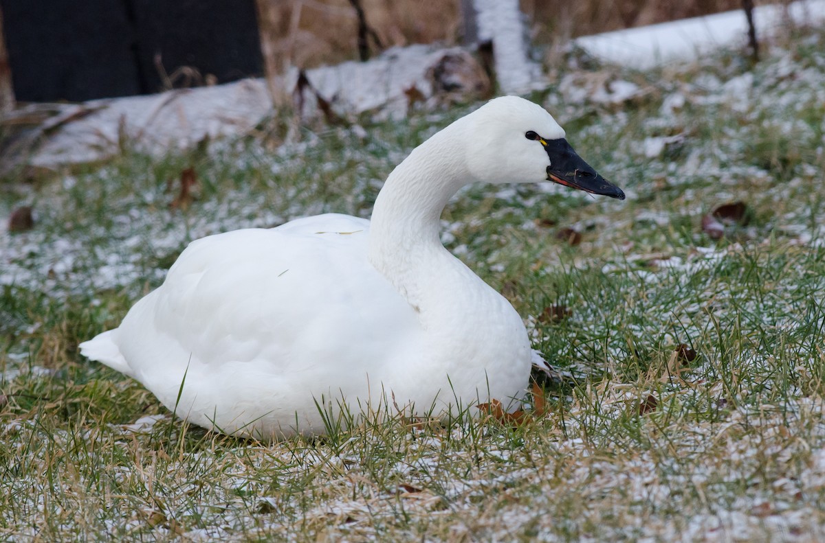 Tundra Swan (Whistling) - Alix d'Entremont