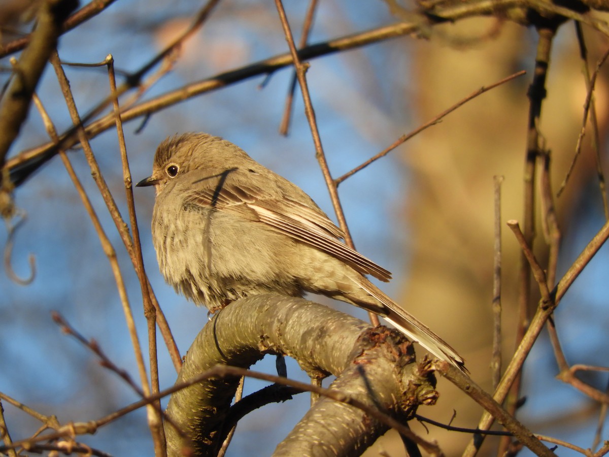 Townsend's Solitaire - ML81945971