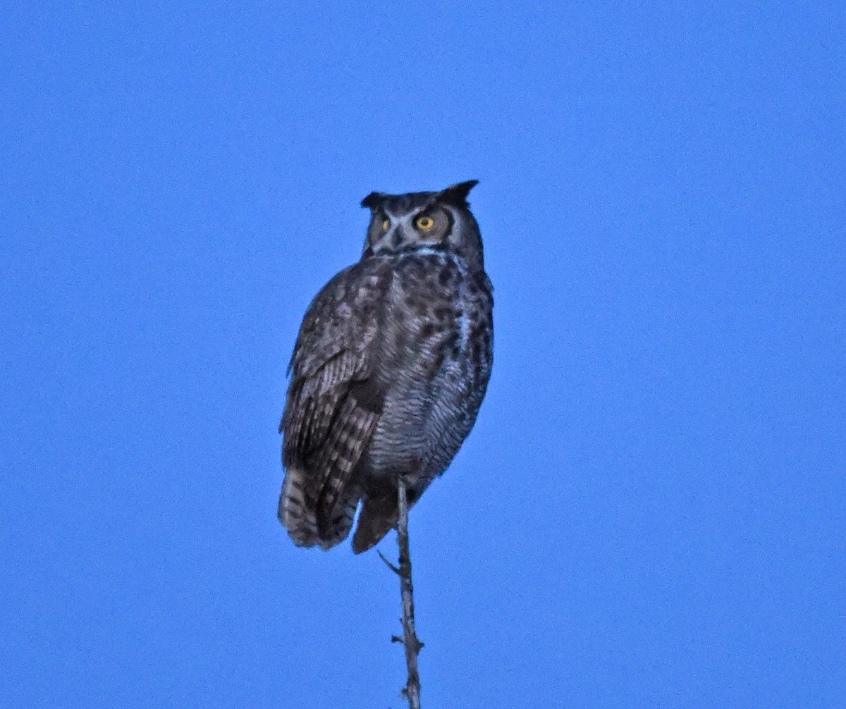 Great Horned Owl - ML81946241