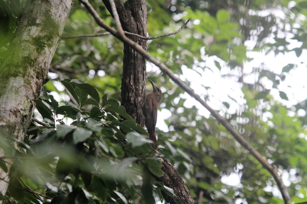 Northern Barred-Woodcreeper - ML81946711