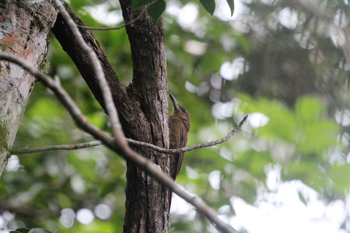 Northern Barred-Woodcreeper - ML81947001