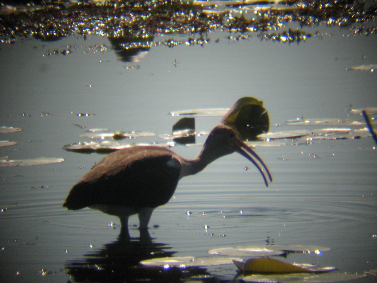 ibis bílý - ML81948111