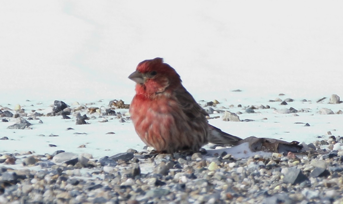 House Finch - ML81949811