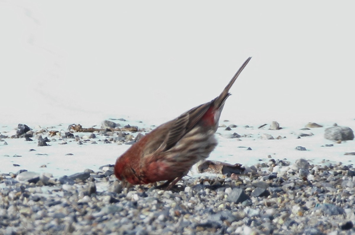 House Finch - ML81949821