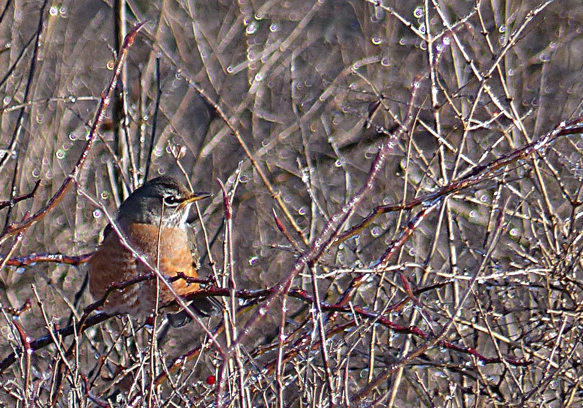 American Robin - Jean Ronan