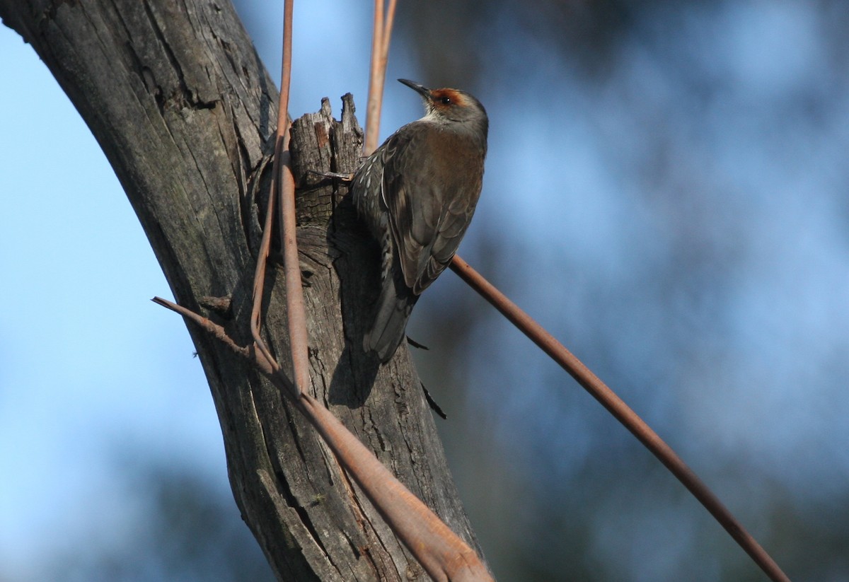 Red-browed Treecreeper - Ian Davies