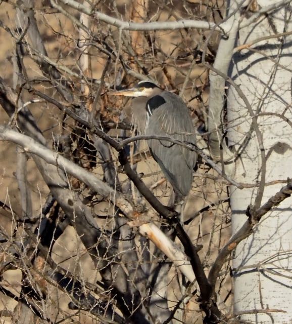 Great Blue Heron - ML81950431