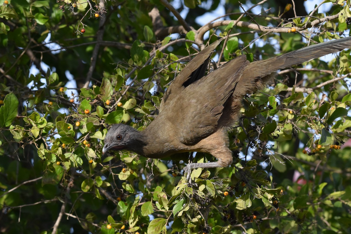 Plain Chachalaca - ML81951521